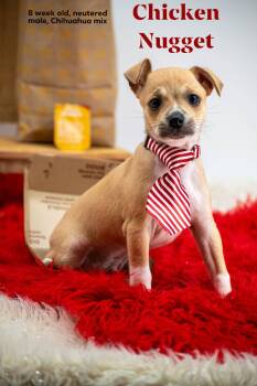 Chicken Nugget -  Chihuahua and Pug Dog for Adoption in Sevierville, Tennessee - Chicken Nugget | PetCurious
