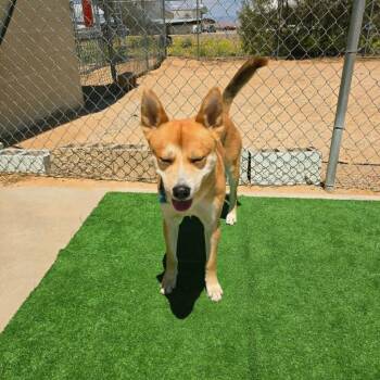 Jindo and Akita Dogs Available for Adoption in California City, California - Kilo | PetCurious