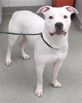 Rescue Boxer and Mixed Breed Dogs for Adoption in Omaha, Nebraska - GHOUL | PetCurious