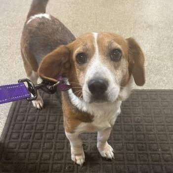 Maddy -  Basset Hound and Mixed Breed Dog for Adoption in Knoxville, Tennessee - Maddy | PetCurious