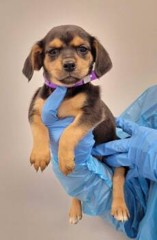 Chihuahua and Mixed Breed Dogs Available for Adoption in Chillicothe, Ohio - Jasmine | PetCurious