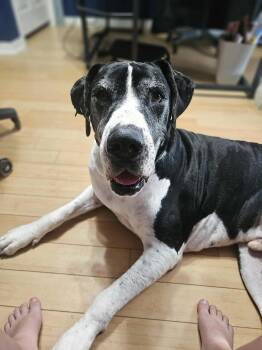 Rescue Great Dane Dogs for Adoption in Pensacola, Florida - Duke | PetCurious
