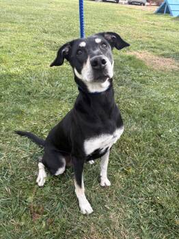 Rescue Coonhound Dogs for Adoption in Wooster, Ohio - Marmalade | PetCurious