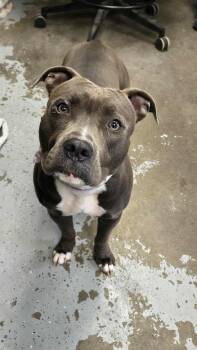 Rescue Pit Bull Terrier Dogs for Adoption in Martinsville, Indiana - Ariel | PetCurious