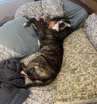 Willy -  American Staffordshire Terrier Dog for Adoption in Thornton, Colorado - Willy | PetCurious