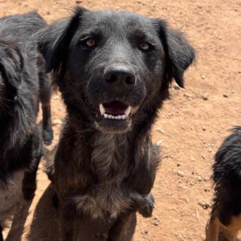 Gluten Free -  Mixed Breed Dog for Adoption in Moab, Utah - Gluten Free | PetCurious