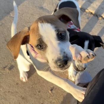 Fiona -  Mixed Breed Dog for Adoption - Fiona | PetCurious