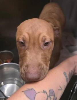 Stumpy -  Black Mouth Cur and Mixed Breed Dog for Adoption in Clinton, Missouri - Stumpy | PetCurious