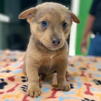 Pip -  Terrier and Shepherd Dog for Adoption in Kyle, Texas - Pip | PetCurious