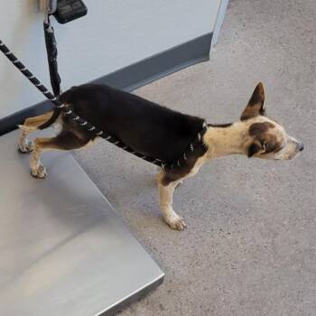 Mixed Breed Dogs Available for Adoption in Las Cruces, New Mexico - Candy | PetCurious