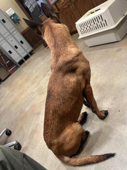 Belgian Shepherd Malinois Dogs Available for Adoption in Douglasville, Georgia - Nugget | PetCurious