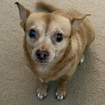 SWEETS -  Chihuahua Dog for Adoption in Seymour, Indiana - SWEETS | PetCurious