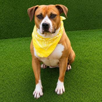 Mazi -  Black Mouth Cur Dog for Adoption in Oak Point, Texas - Mazi | PetCurious