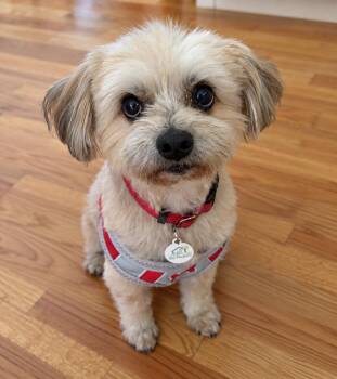 Brody -  Havanese Dog for Adoption in San Jose, California - Brody | PetCurious