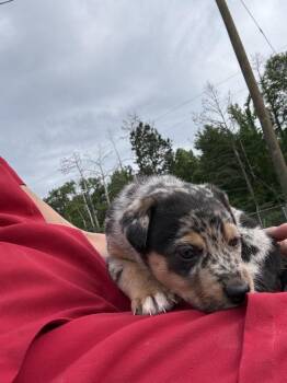 Catahoula Leopard Dog Dogs Available for Adoption in Crystal Springs, Mississippi - Penny | PetCurious