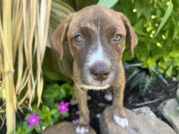 Rescue Shetland Sheepdog Sheltie Dogs for Adoption in Chelsea, Alabama - Maple (280 Pups Litter) | PetCurious
