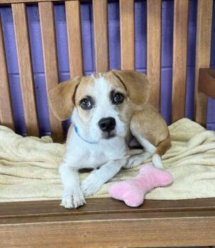 **MAIZE** -  Terrier Dog for Adoption in North Prairie, Wisconsin - **MAIZE** | PetCurious