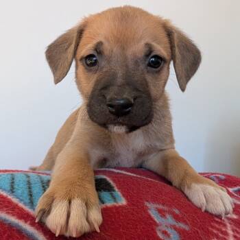 Rescue Mixed Breed Dogs for Adoption in Fairfax Station, Virginia - Otis | PetCurious