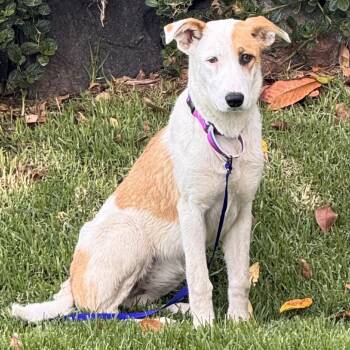 Sunflower -  Mixed Breed Dog for Adoption in San Francisco, California - Sunflower | PetCurious
