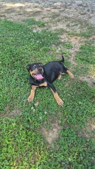 Alistar -  Mixed Breed Dog for Adoption in Taycheedah, Wisconsin - Alistar | PetCurious