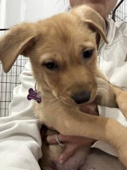 LEONARDO -  Shepherd Dog for Adoption in Broomfield, Colorado - LEONARDO | PetCurious