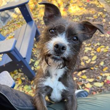 Terrier Dogs Available for Adoption - Truffles | PetCurious