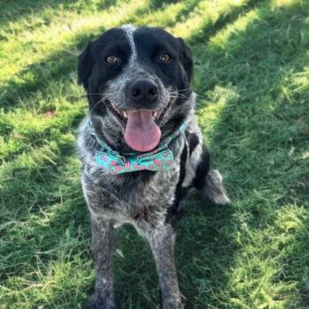 Cattle Dog Dogs Available for Adoption - Johnny Walker | PetCurious