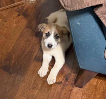 Mixed Breed Dogs Available for Adoption in Dallas, Texas - Nevada Pups: Taco | PetCurious