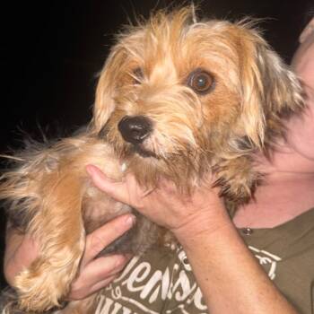 Roxanne -  Yorkshire Terrier Dog for Adoption in West Plains, Missouri - Roxanne | PetCurious