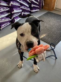 Rescue Pit Bull Terrier Dogs for Adoption in Glenfield, New York - Brute | PetCurious