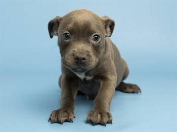 CICADA -  Pit Bull Terrier Dog for Adoption in Phoenix, Arizona - CICADA | PetCurious