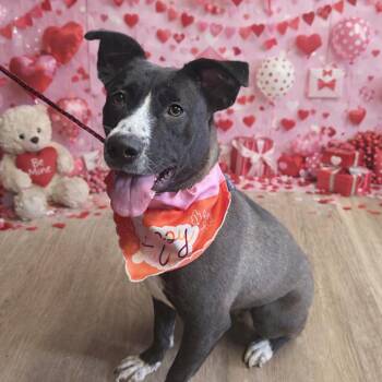 Mixed Breed Dogs Available for Adoption - Tiffany | PetCurious