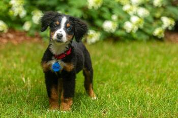 Matilda -  Bernese Mountain Dog Dog for Adoption in Troy, Illinois - Matilda | PetCurious
