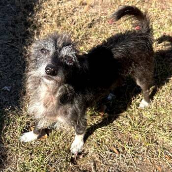 Rescue Wirehaired Terrier Dogs for Adoption in Raeford, North Carolina - Little Bit | PetCurious