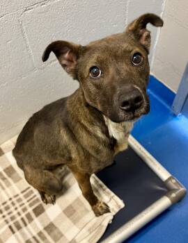 Retriever Dogs Available for Adoption in Lancaster, South Carolina - Cookie | PetCurious