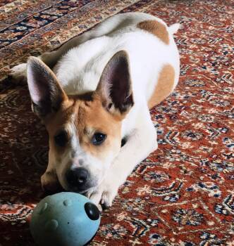 Fergus -  Jack Russell Terrier Dog for Adoption in Knoxville, Tennessee - Fergus | PetCurious