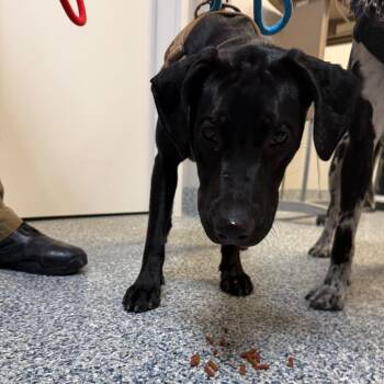 Granite -  Black Labrador Retriever Dog for Adoption in Great Falls, Montana - Granite | PetCurious