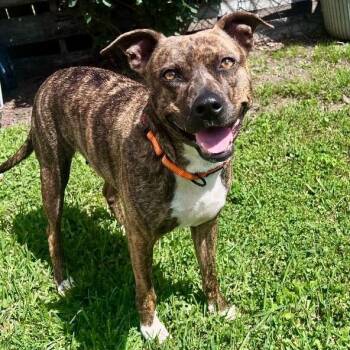 Dutch Shepherd and Pit Bull Terrier Dogs Available for Adoption in Friendswood, Texas - Rainee Bee The Brindle Beauty Sweetheart | PetCurious