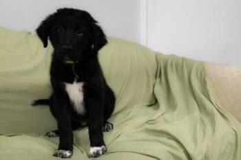 Odin -  Newfoundland Dog and Mixed Breed Dog for Adoption in West Chester, Pennsylvania - Odin | PetCurious