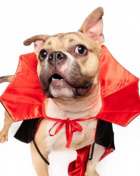 Rescue French Bulldog Dogs for Adoption in Saratoga Springs, New York - Mirabelle | PetCurious