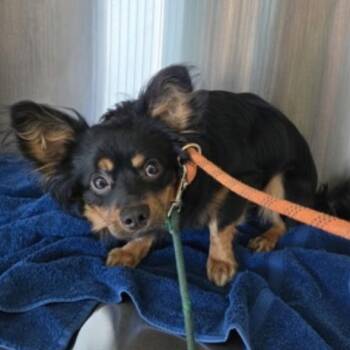 Samuel -  Terrier and Mixed Breed Dog for Adoption in Eureka, California - Samuel | PetCurious