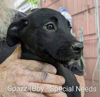 LLP Nina : Spazz -  Beagle and Golden Retriever Dog for Adoption in Aurora, Indiana - LLP Nina : Spazz | PetCurious