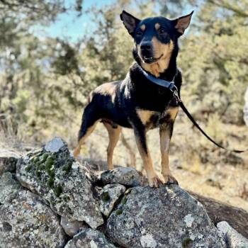 Australian Kelpie Dogs Available for Adoption - Charlie | PetCurious