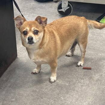 True -  Mixed Breed Dog for Adoption in Philadelphia, Pennsylvania - True | PetCurious