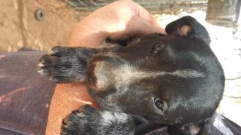 Rescue Border Collie Dogs for Adoption in Anton, Texas - Girl 1/12 | PetCurious