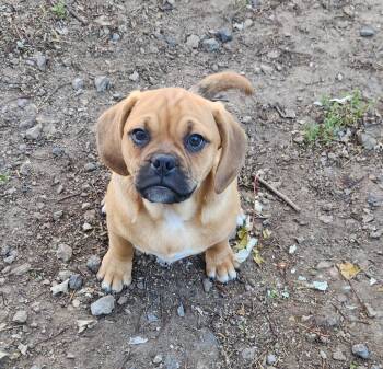 Rescue Puggle Dogs for Adoption in Liberty Center, Ohio - Jasper | PetCurious
