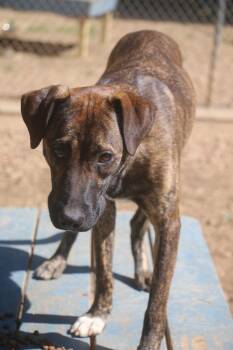 Black Mouth Cur Dogs Available for Adoption in Brookhaven, Mississippi - Alfalfa 26 | PetCurious