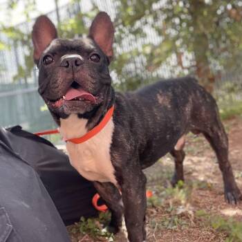 Monsieur -  French Bulldog and Mixed Breed Dog for Adoption in Wimberley, Texas - Monsieur | PetCurious