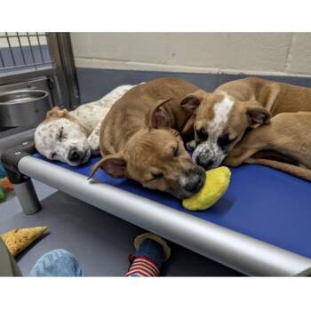 Theodore (puppy) - ECAS -  Pit Bull Terrier and Cattle Dog Dog for Adoption in Pleasanton, California - Theodore (puppy) - ECAS | PetCurious
