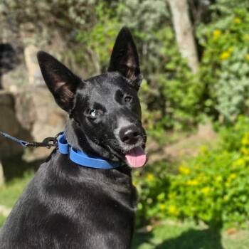 Wildfire AG -  German Shepherd Dog and Mixed Breed Dog for Adoption in Austin, Texas - Wildfire AG | PetCurious